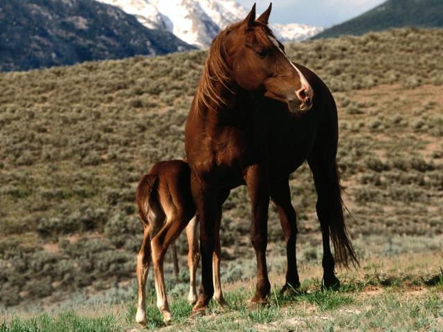 33-1600x1200-horse.jpg