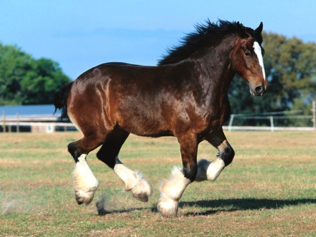 38-1600x1200-horse.jpg